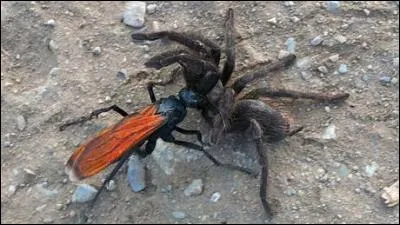 Vous avez peur des araignées et plus particulièrement des grosses.
Qui est votre meilleur ami ?