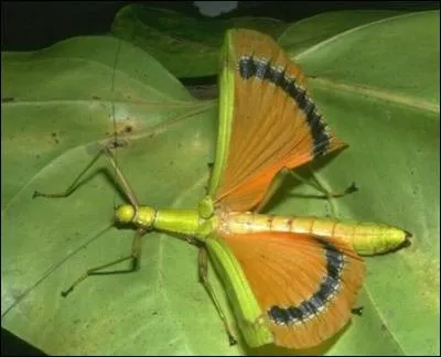 Pouvez-vous identifier cet insecte ?