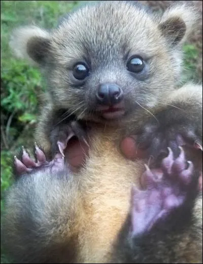 Cet animal a été découvert récemment, on l'appelle l'olinguito !