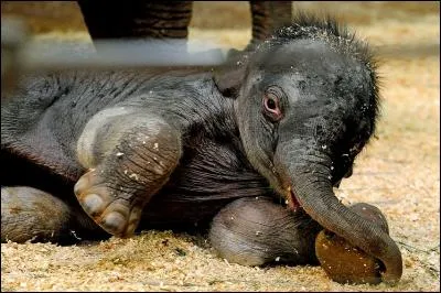 On ne connaît qu'un seul cas où un croisement entre éléphant d'Afrique et éléphant d'Asie a donné un bébé !