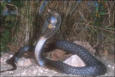 La femelle du cobra royal est le seul serpent au monde à construire un nid !
