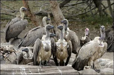 En Afrique, on note une nette augmentation du nombre de vautours !