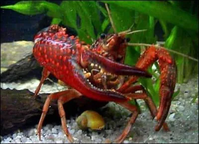L'écrevisse pond par les antennes et urine par les pattes !