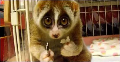 Mignon ce petit loris paresseux n'est-ce pas ? Et bien, sa morsure peut vous tuer !