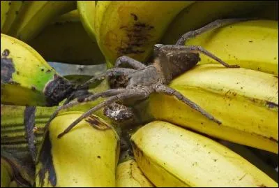 La piqure de l'araignée banane provoque chez l'homme une intense érection !
