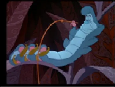 Où apparaît cette chenille ?