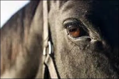 Pourquoi le cheval a-t-il un angle de vision de 340° ?