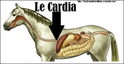 Comment s'appelle le muscle situé à l'entrée de l'estomac qui peut provoquer des coliques chez le cheval s'il mange trop et trop vite ?