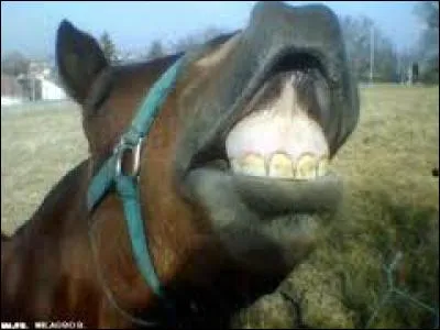 Les dents du cheval :