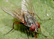 Quiz NE46 - Piges  insectes