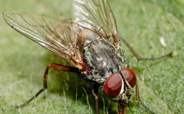Quiz Nature, cologie