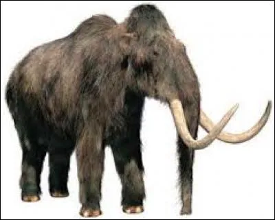 C'est à l'ère glaciaire que les mammouths ont disparu, ils n'ont pas pu s'adapter au froid.