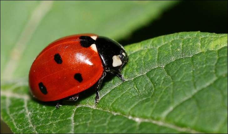 quel insecte est surnomme bete a bon dieu