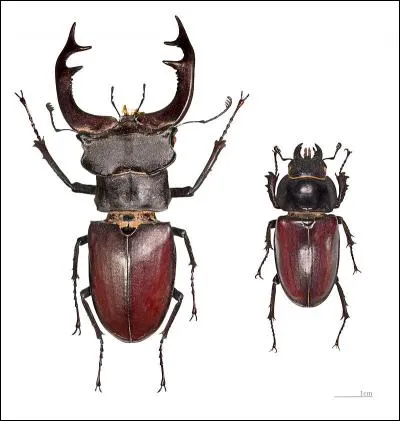 Cet insecte vole et les mandibules du mâle ressemblent aux bois d'un cervidé. Grâce à ces indices, trouvez le nom courant du "Lucanus cervus".