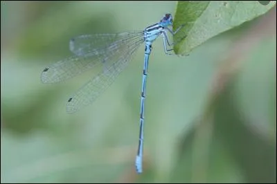Cet agrion jouvencelle fait partie de l'ordre des odonates. Si la femelle adulte a un abdomen de couleur verdâtre, l'insecte de la photo est...