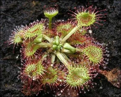 Quel est le type de piège de cette plante carnivore du genre Drosera ?