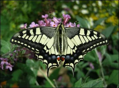 À quel ordre appartient ce papillon, le machaon ?