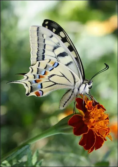 Voici une autre photo du machaon. C'est un papillon...