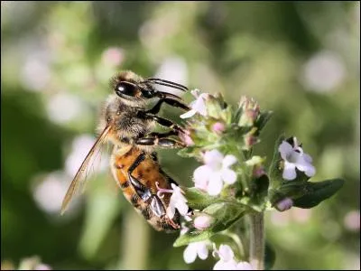 Apis mellifera. Quel est cet insecte ?