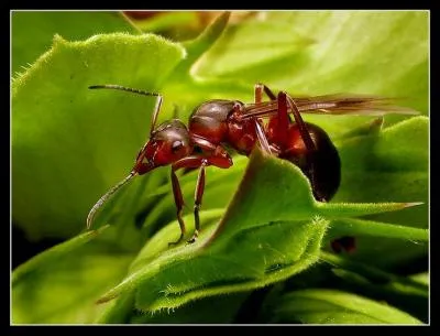 "Formica rufa", également connue sous le nom de fourmi rousse, a un moyen de défense efficace. Que fait-elle ?