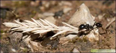 Cette fourmi moissonneuse est granivore. Quel poids peut avoir l'épi qu'elle porte ?