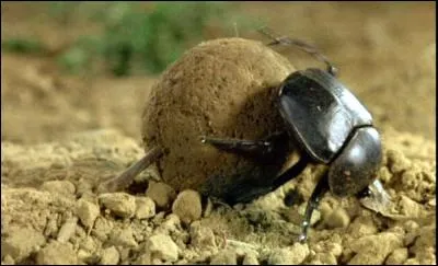 Ce scarabée sacré roule une boule de bouse vers un terrier afin d'y pondre un uf. Il est le plus célèbre...