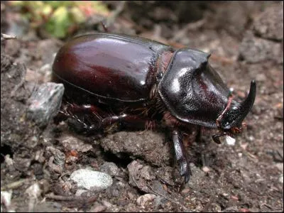 Regardez bien ce coléoptère. Quel est son nom ?