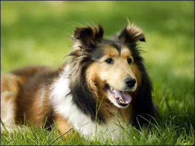 Quelle est cette race ?