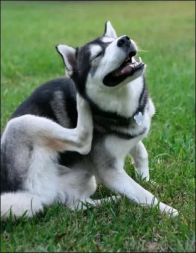 Quelle est cette race ?