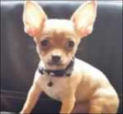 Quelle est cette race ?