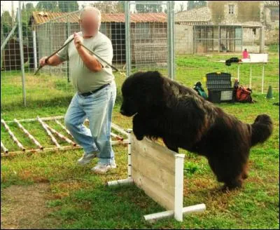 Quelle est cette race ?