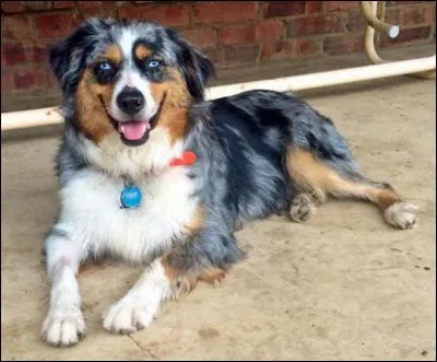 Quelle est cette race ?