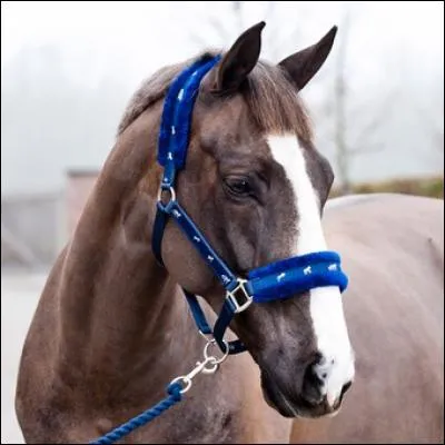 Comment s'appelle l'accessoire qu'on utilise pour aller chercher le cheval ou pour le brosser ?