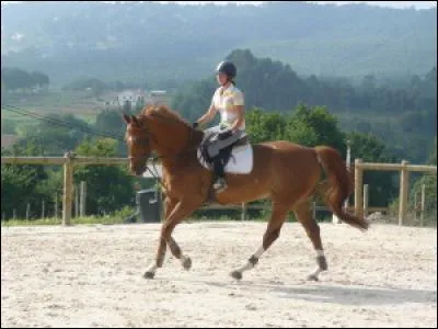 Où sont montés les chevaux et poneys ?