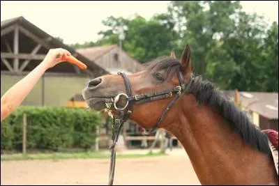 Qu'adore le cheval comme friandises ?