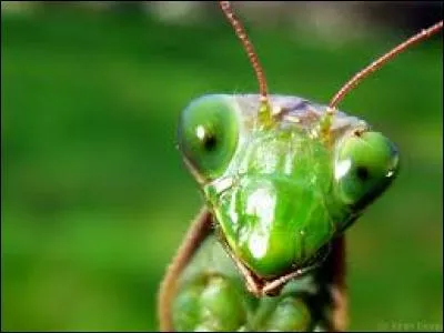 Lors de l'accouplement, la mante religieuse femelle arrache... du m&acirc;le.