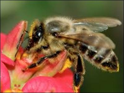 L'abeille est un insecte producteur de :