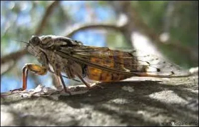 Que font les cigales l'&eacute;t&eacute; ?
