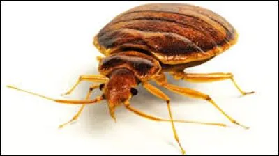 Certains disent que lorsqu'on &eacute;crase une punaise, &ccedil;a :