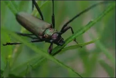 Cet insecte est un signe du zodiaque; il s'agit du :