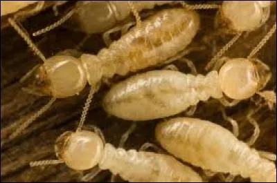 De quoi se nourrissent les termites ?