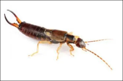 O&ugrave; vous pince particuli&egrave;rement cet insecte ?