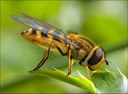Quiz Insectes