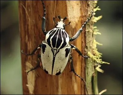 Quel est le nom de cet énorme coléoptère ?