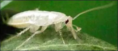 Qu'est-ce que le cafard blanc ?