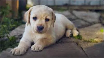 Maman m'a dit que je pouvais acheter un chien, et moi je prendrai un :