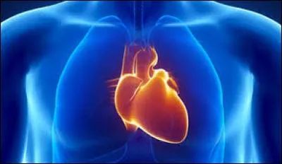 Le cur est un organe creux et musculaire.