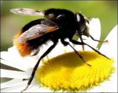 Quand vous avez le bourdon, vous...