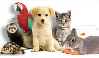 Comme animaux, tu aimerais avoir :