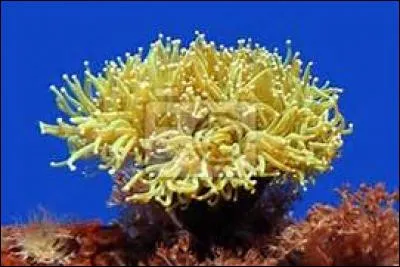 Une anémone de mer est un végétal.